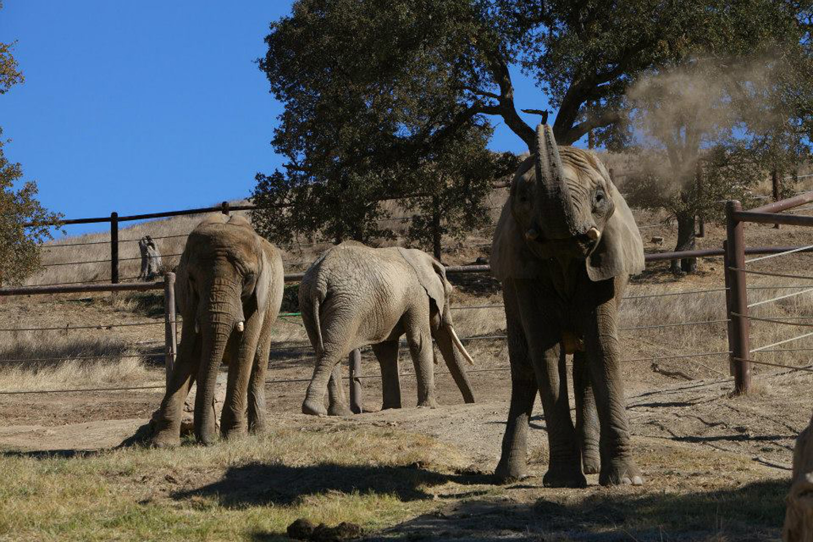 One Year Later, Former Toronto Zoo Elephants are Thriving at Their Sanctuary Home