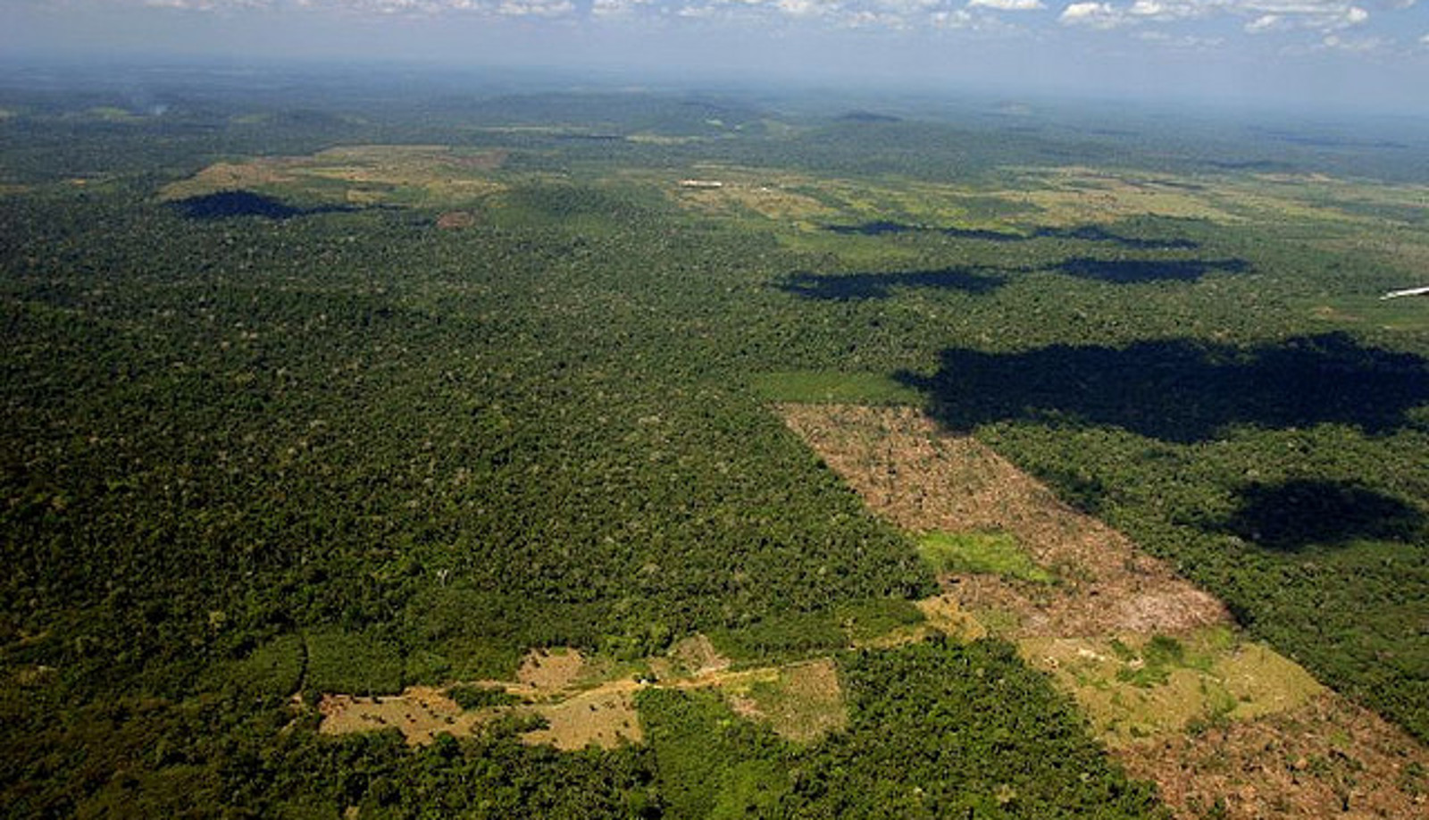 Shocking Photos That Illustrate the Reality of Deforestation