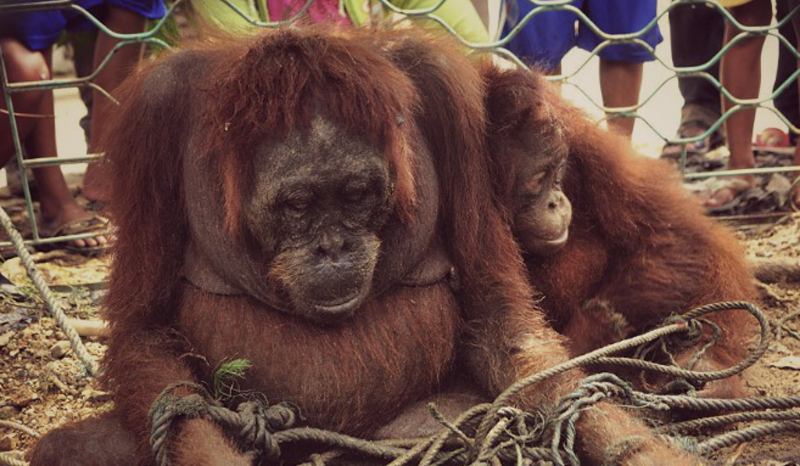 Where Are the World's Orangutans?