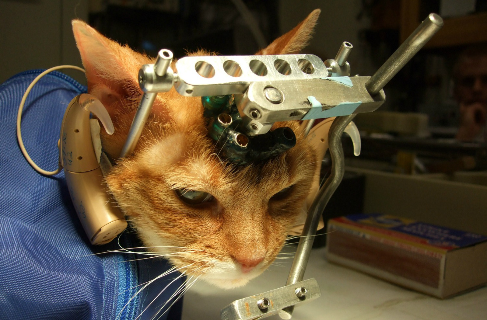 Can Animal Experimentation Be Justified for Medical Applications?
