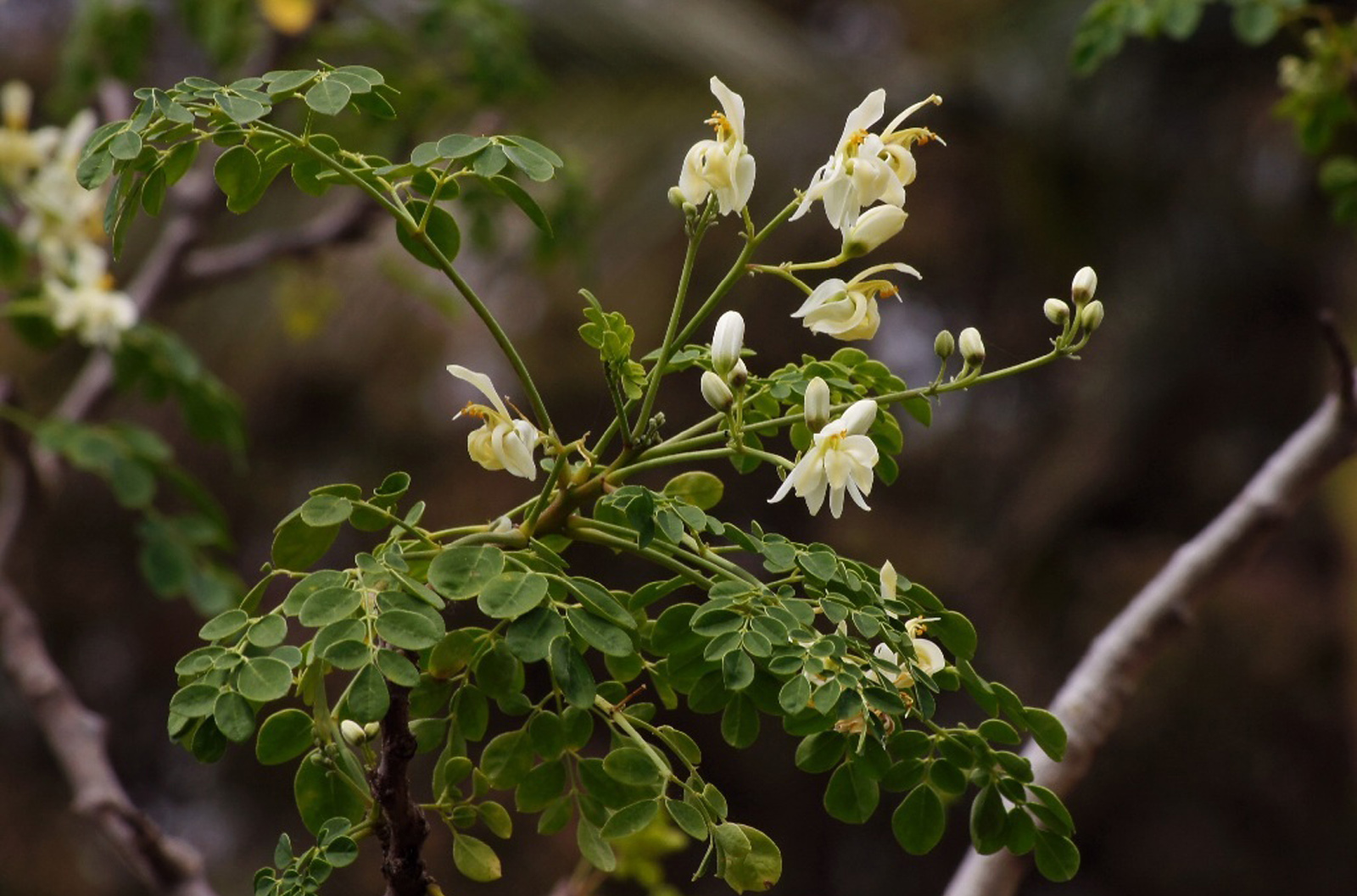 All About Moringa: The Uber Nutritious Superfood That Could Combat Malnutrition