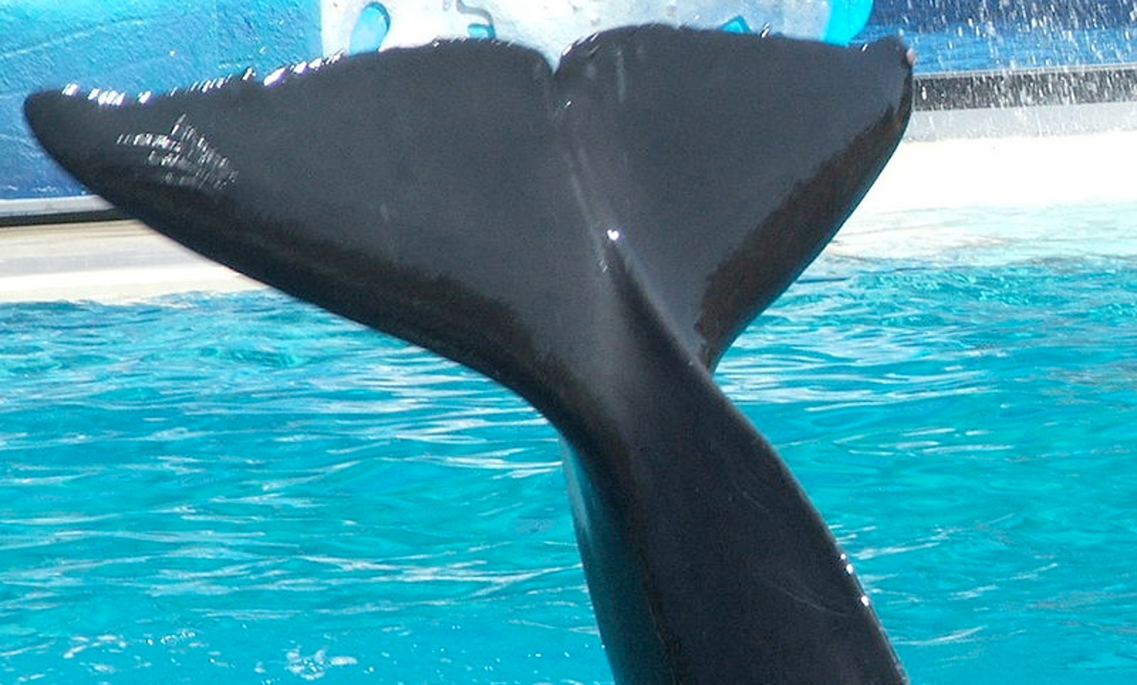 Proof That Public Voices Can Bring a Multi-Billion Dollar Company, like SeaWorld, to Their Knees