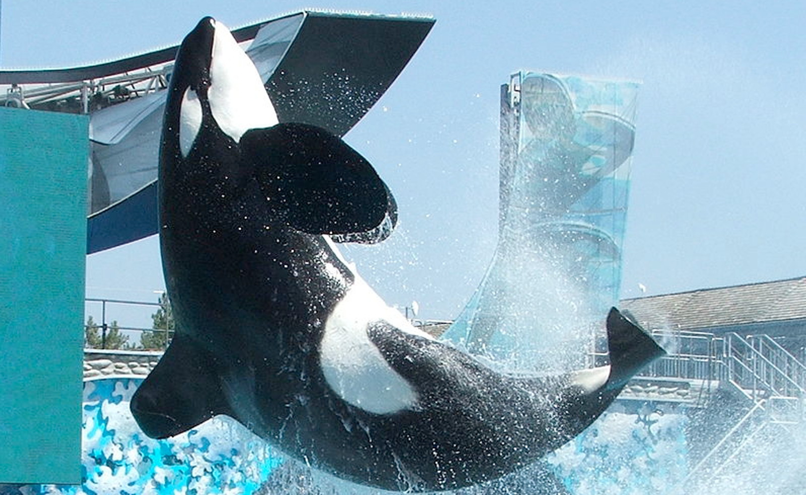 Where Are the World's Wild Caught Orca Whales Being Held Prisoner?