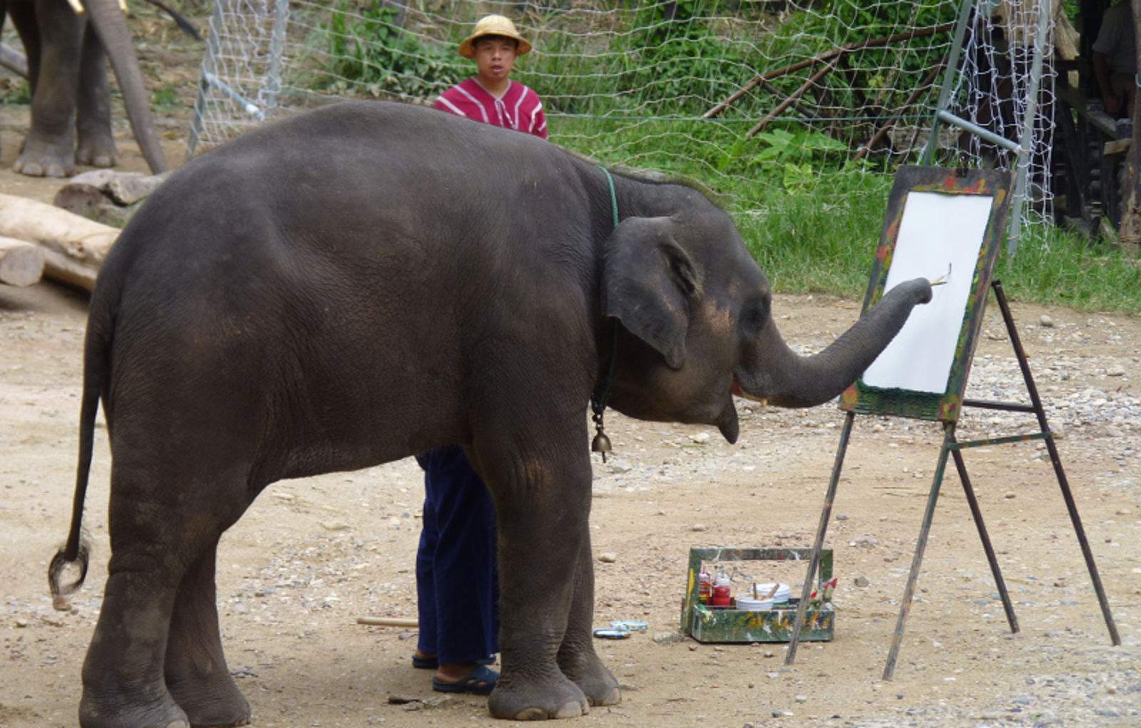 Elephant Artists? Here's Why Making an Elephant Paint is Cruel ...