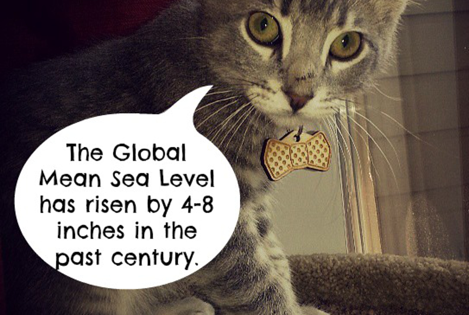 Cats and Climate Change