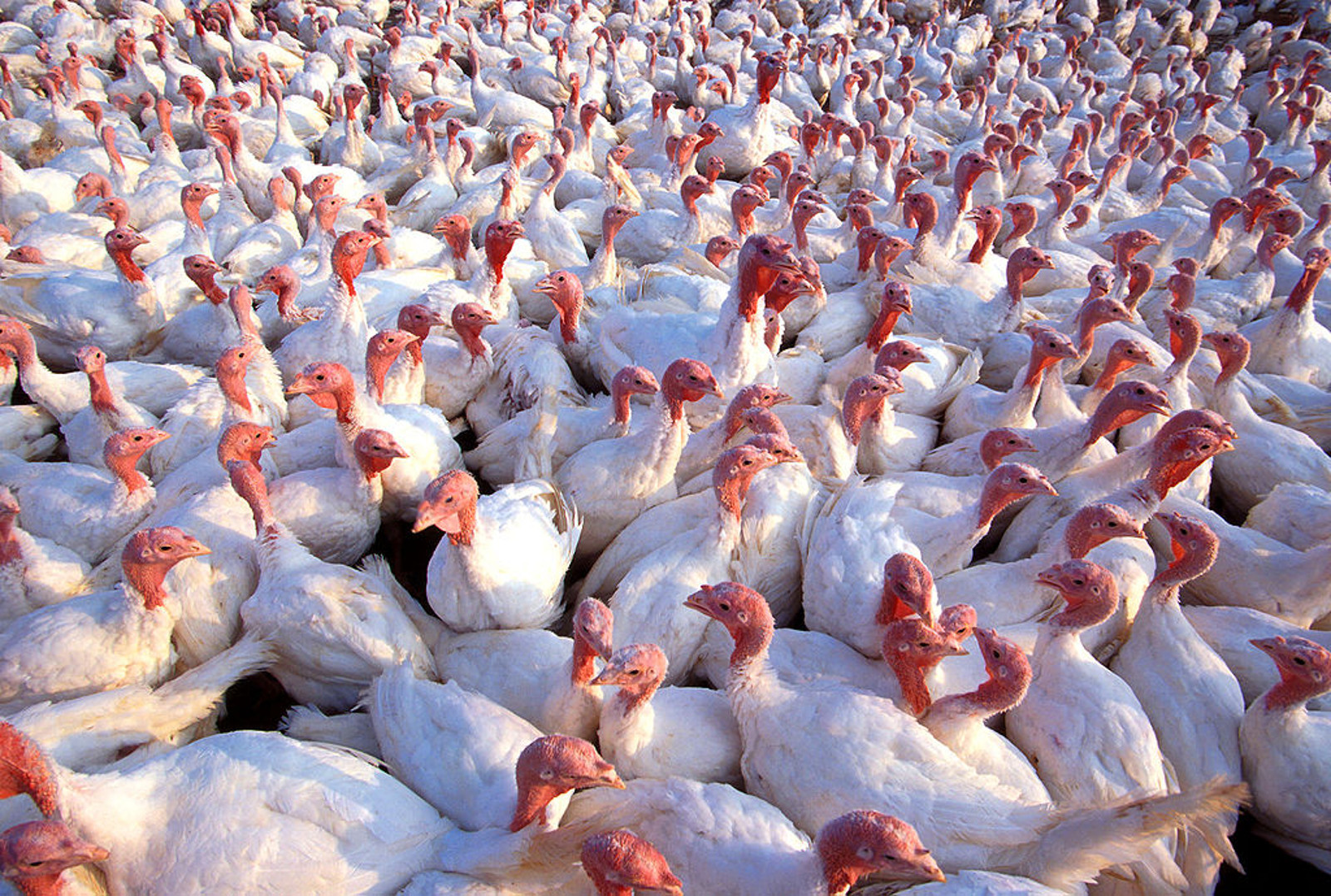 Another Reason to Leave Turkey Off the Menu This Thanksgiving: Genetically Modified Turkey