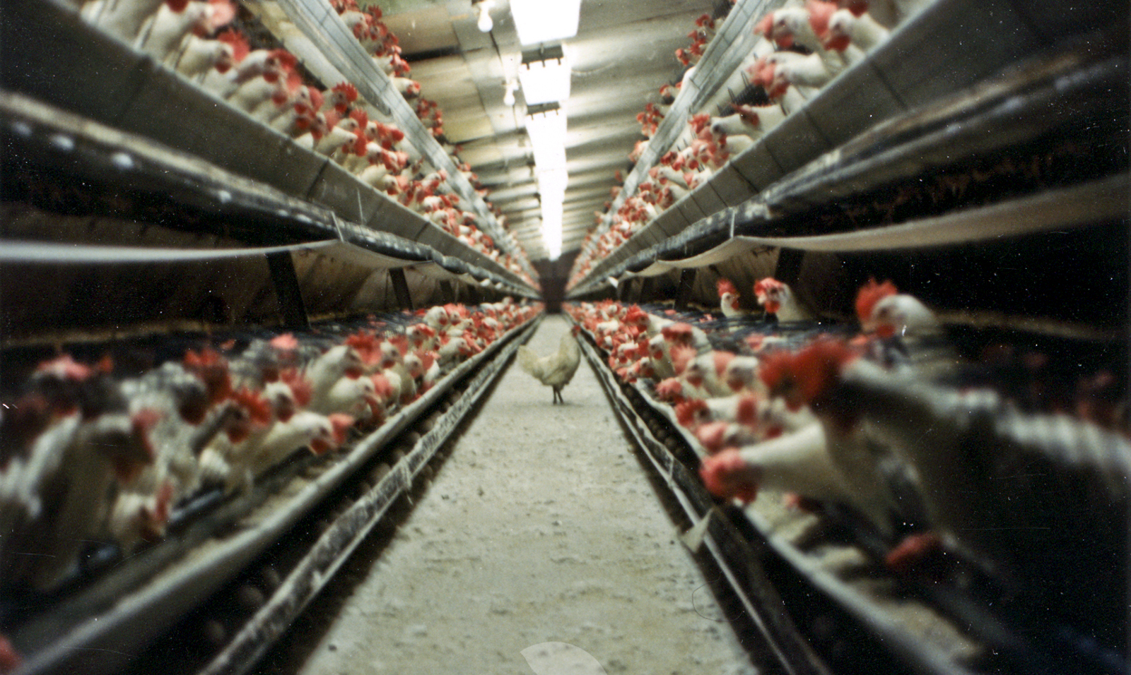 Why Factory Farms Shouldn’t Get a Free Pass to Broil the Earth and What We're Doing to Stop Them