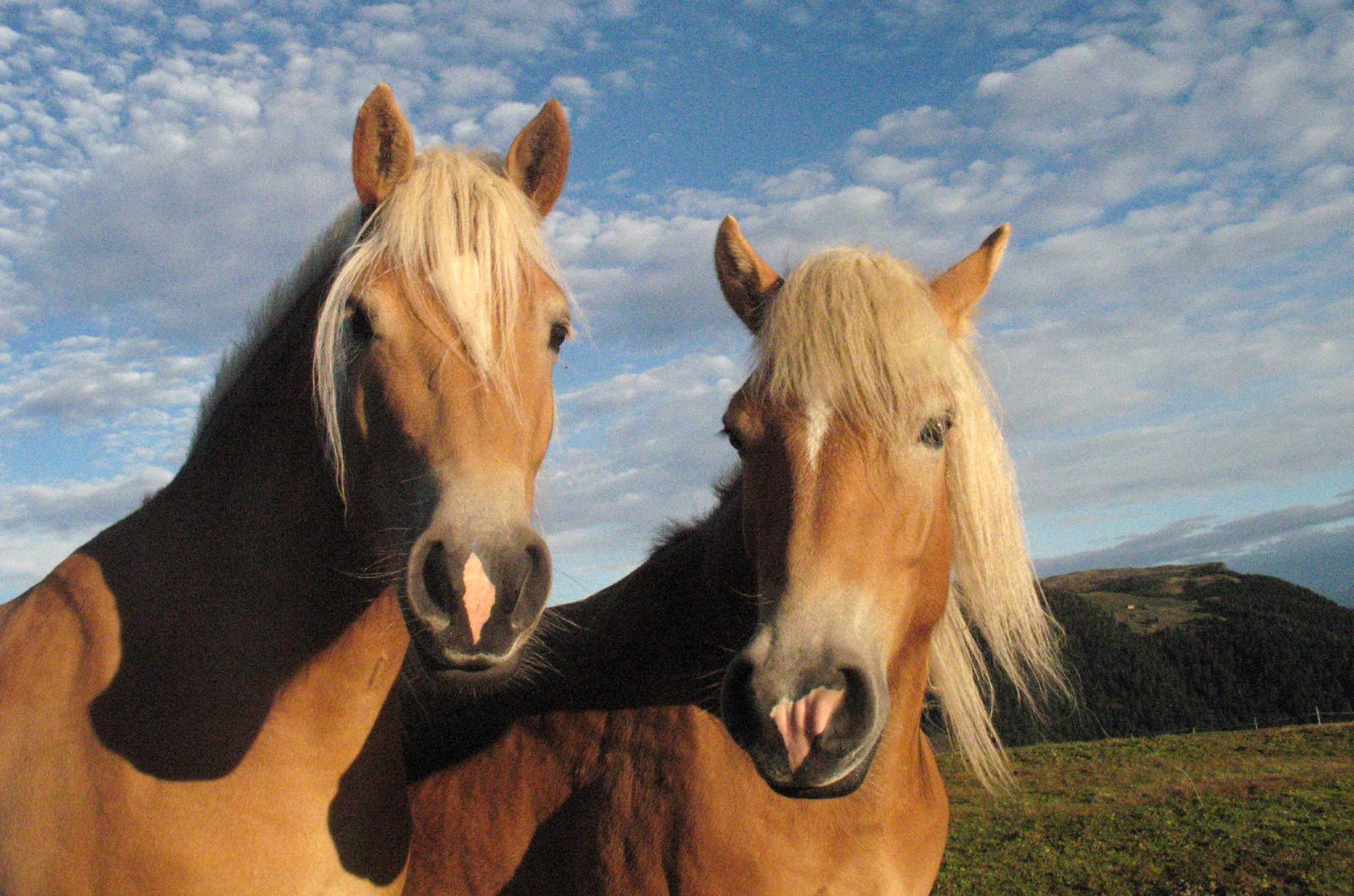 How Wild Horses Could Save the American West