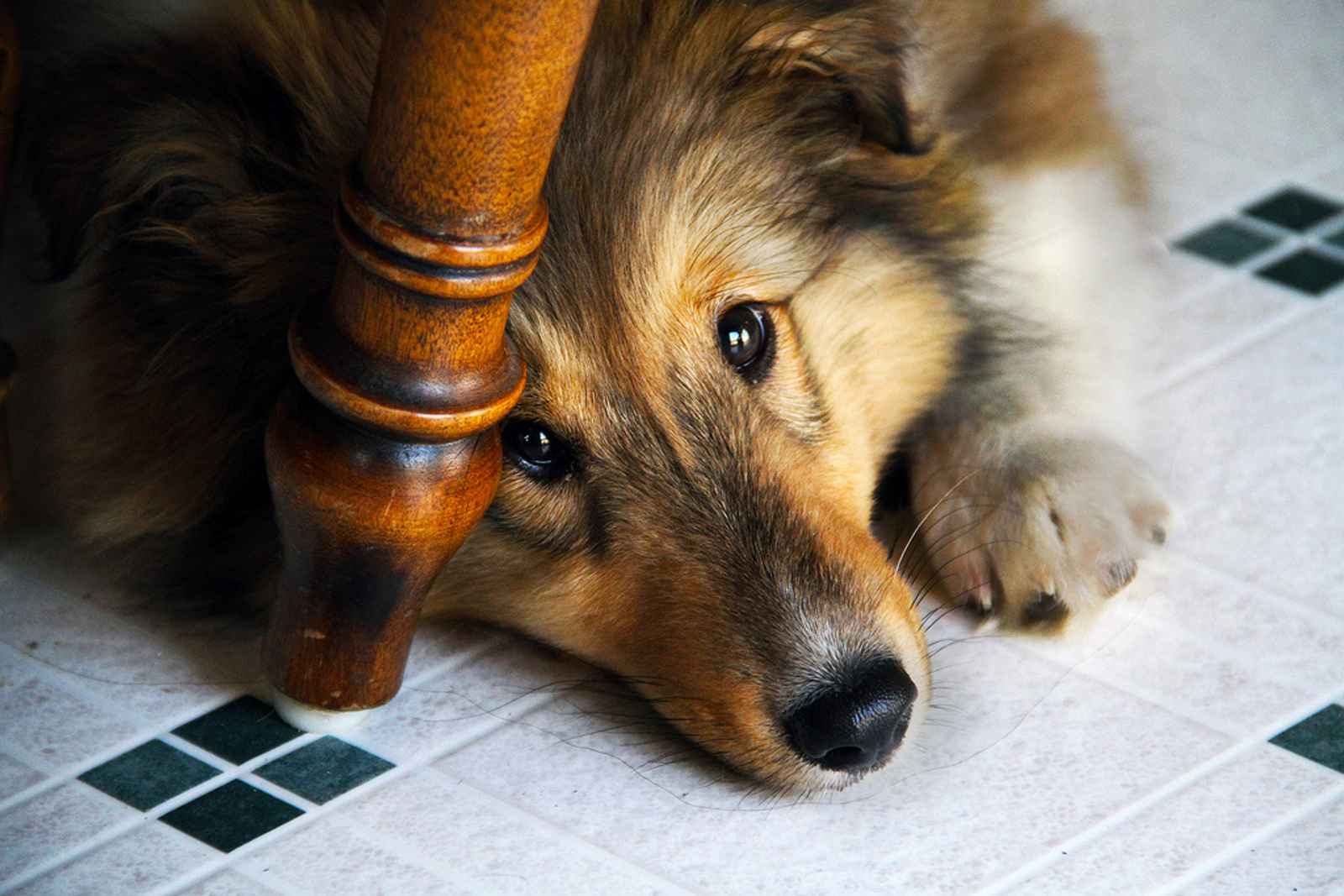 5 Natural Ways You can Help Your Anxious Dog