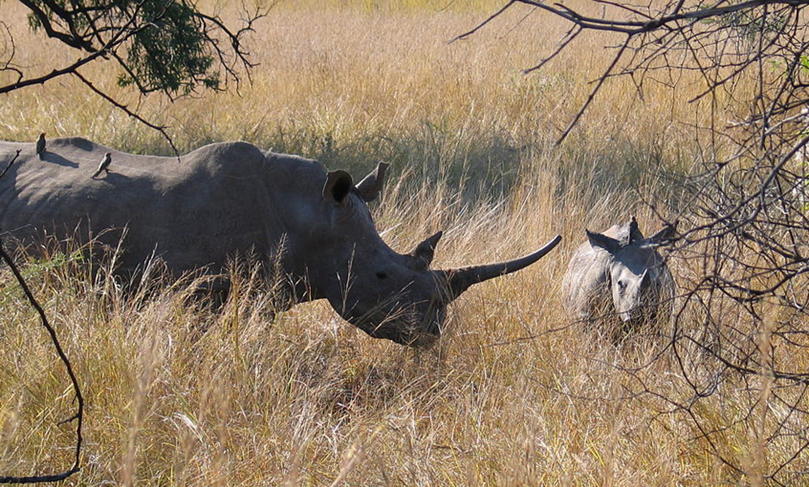 Legalizing Rhino horns