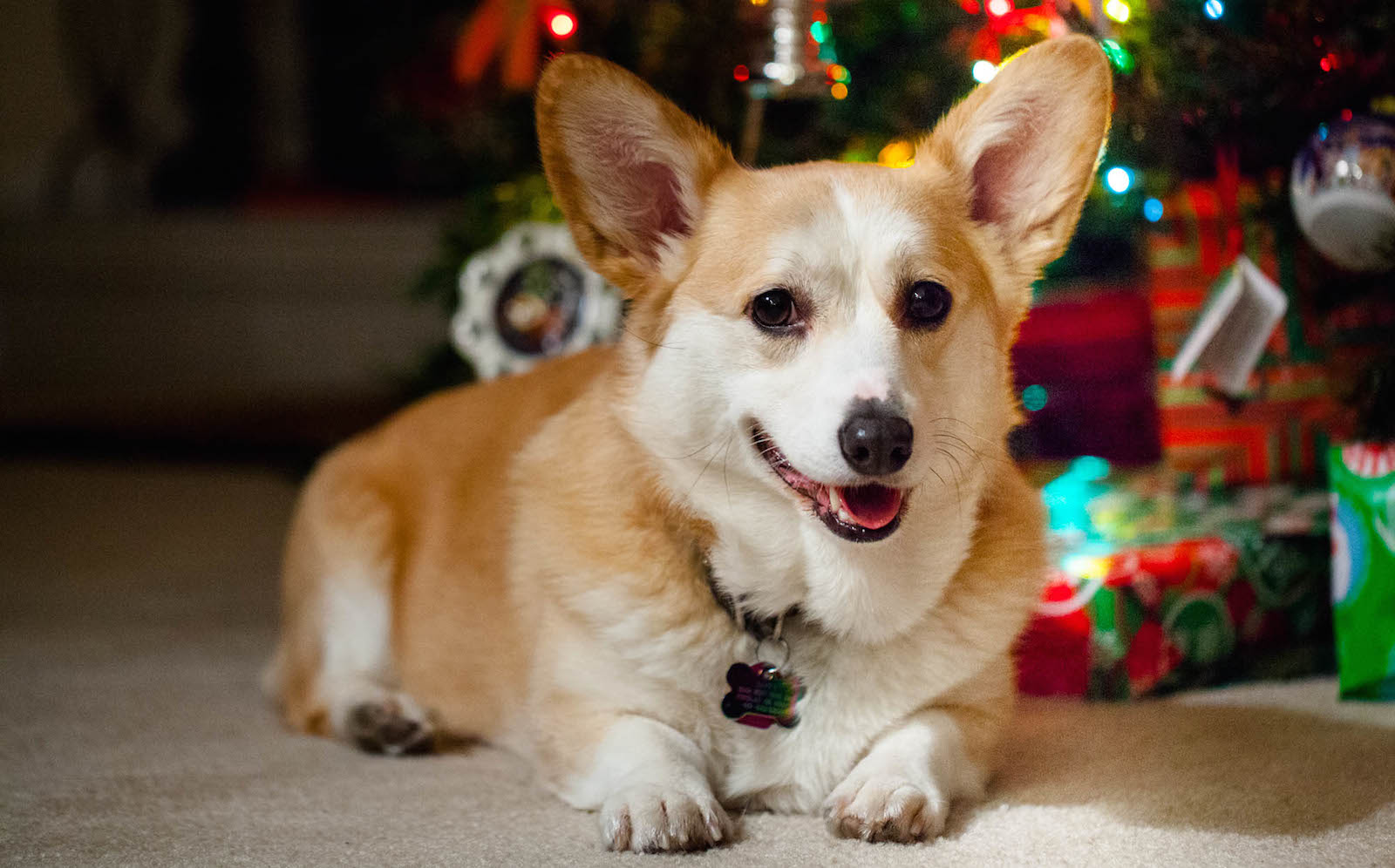 Why Christmas is Not the Best Time to Give a Pet