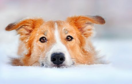 Simple Ways to Keep Your Pet Safe From Rock Salt This Winter