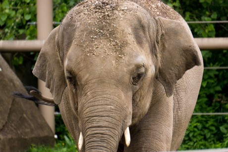 Why We Shouldn’t Keep Solitary Elephants in Captivity