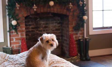 5 Simple Tips to Keep Your Pet Safe Around the Fireplace This Winter