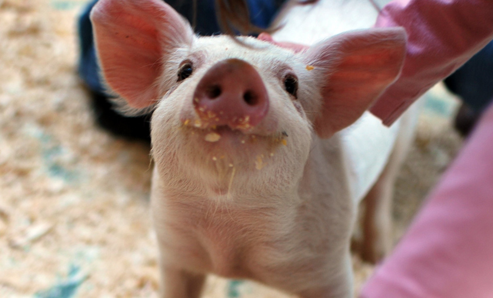 Three Stories of Rescued Pigs That Will Make You Squeal With Joy!