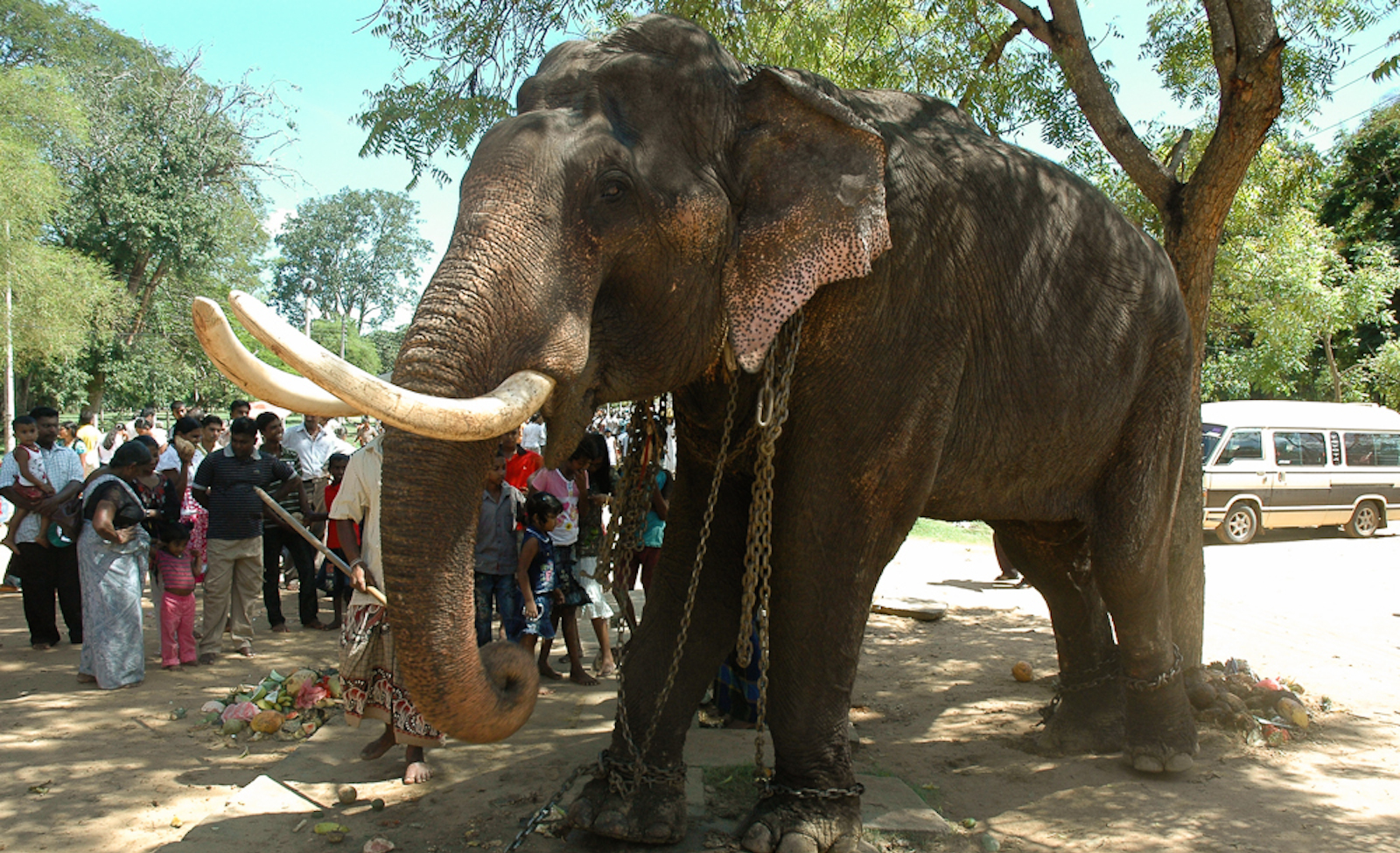 EXPOSED! Namuang Safari Park is a Place for Cruelty and Corruption