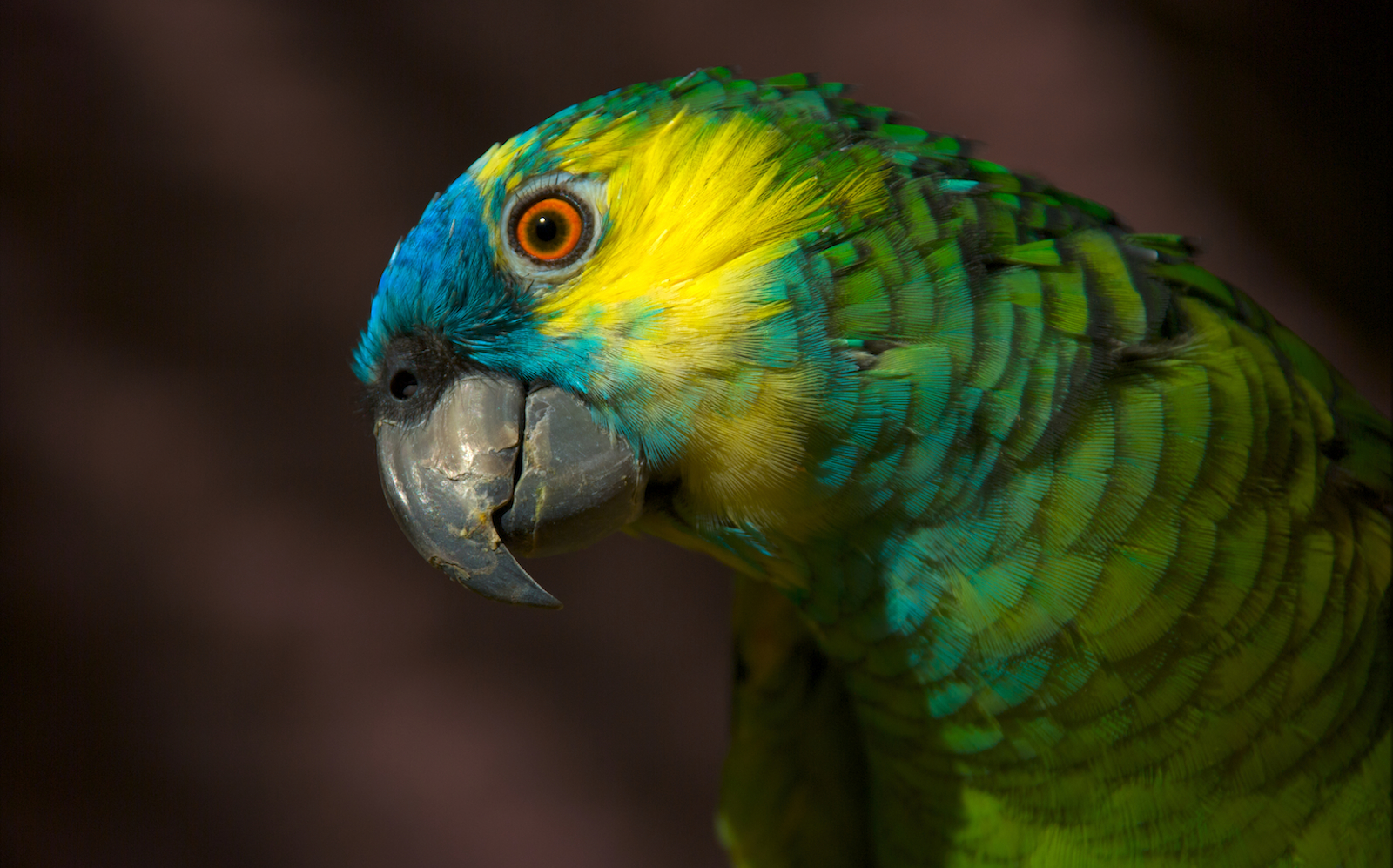 The Truth About the Exotic Bird Trade Will Make You ...
