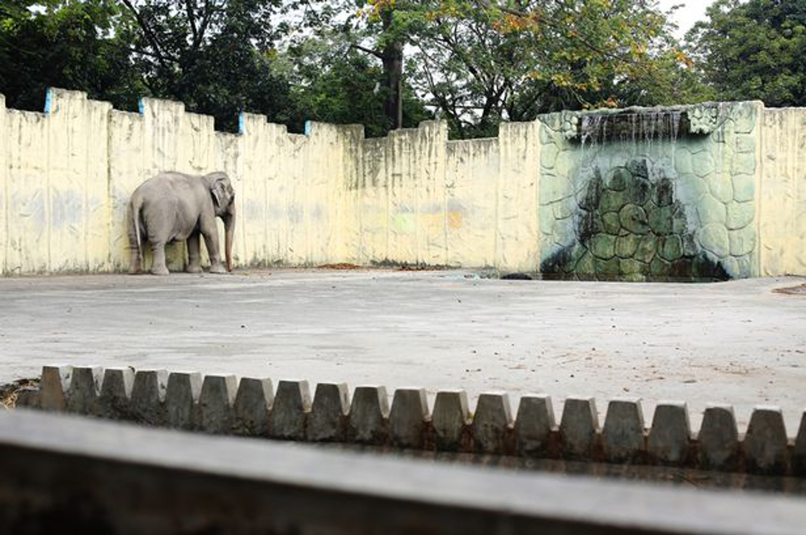 Time is Running out for Mali, the Elephant!