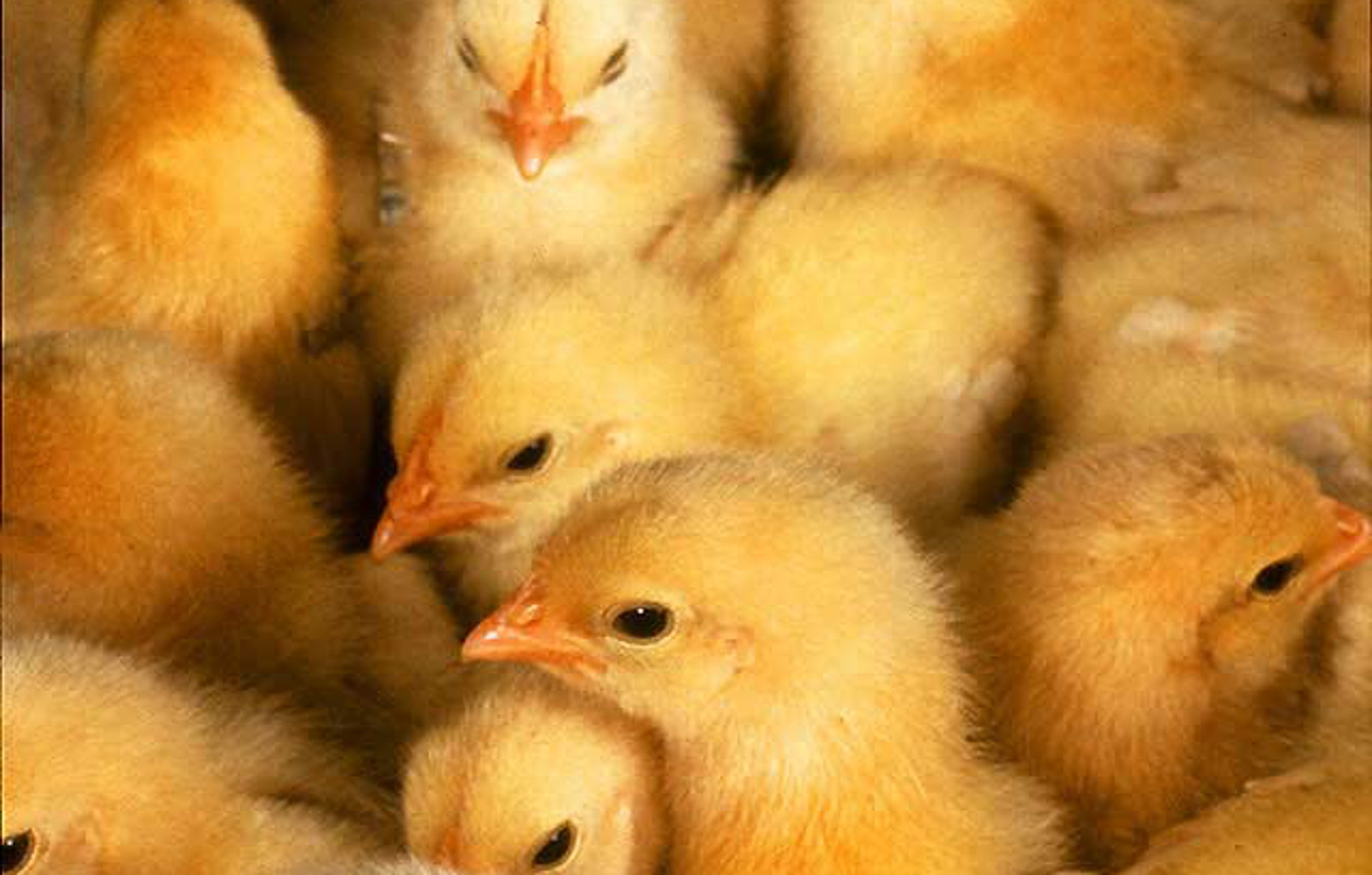 Welfare Concerns for Transporting Day Old Chicks