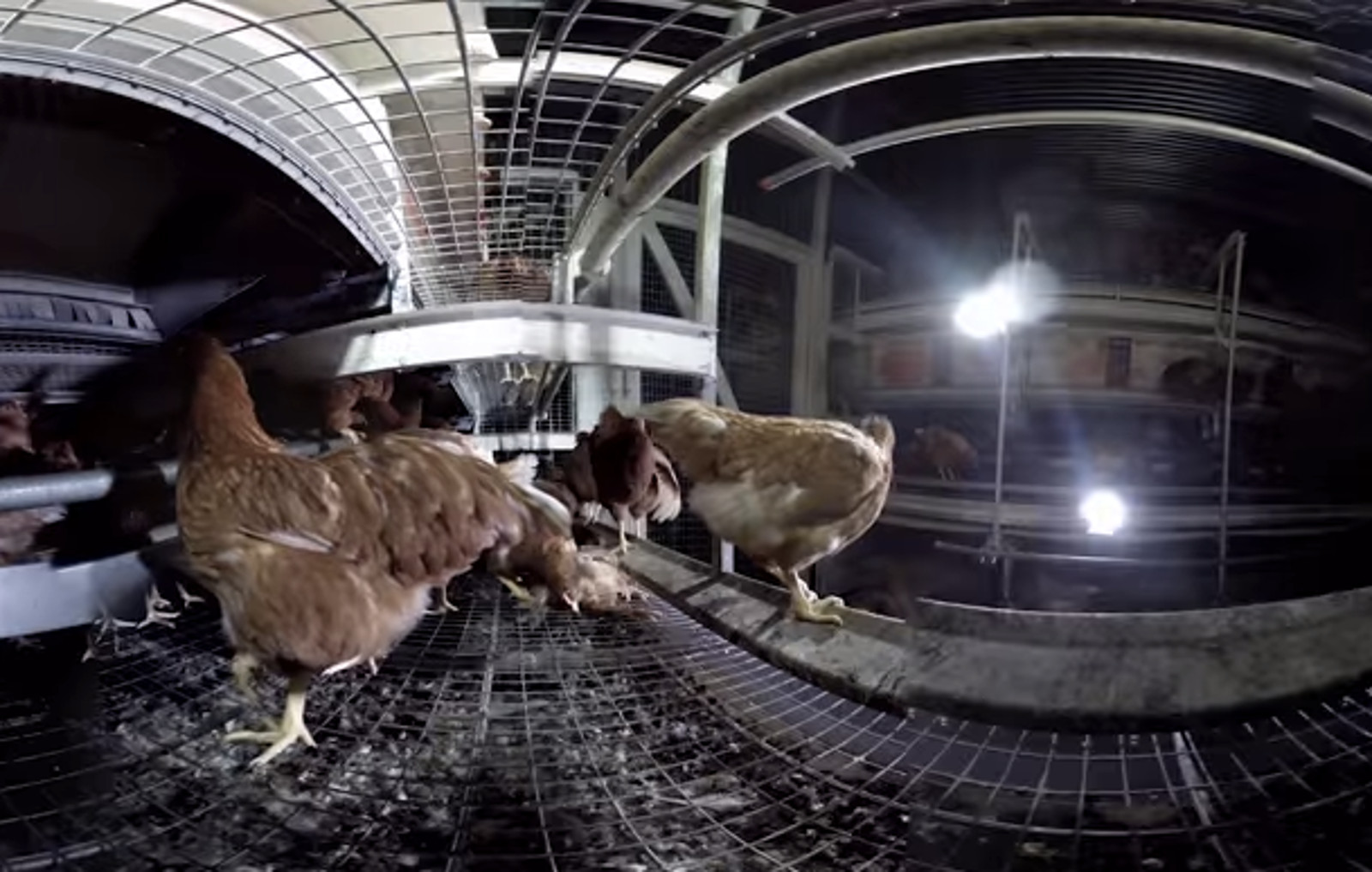 These 360 Degree Cameras Show You What Life is Like for Animals in Factory Farms