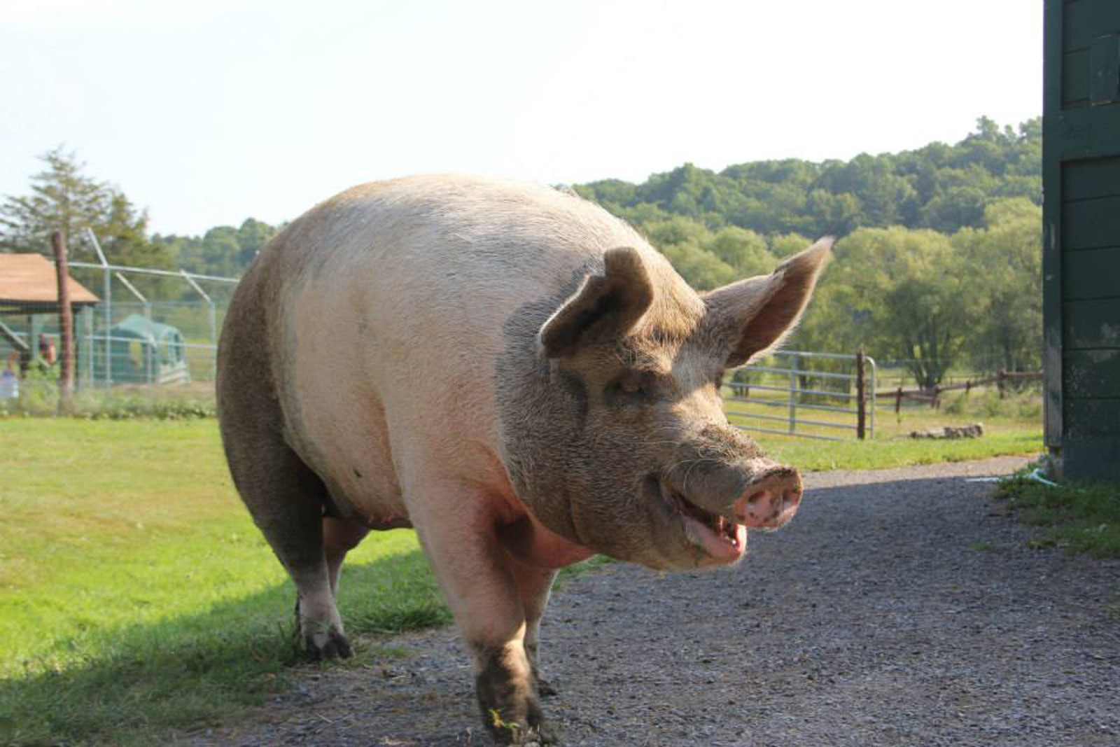 Rescued Pigs, Nadine and Peggy Sue Are on a Mission to Change Perceptions About Farm Animals