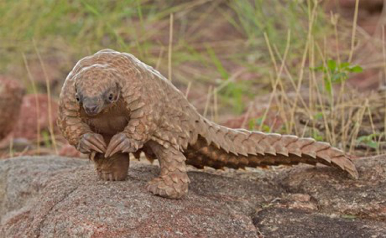 Where Have All the Pangolins Gone?