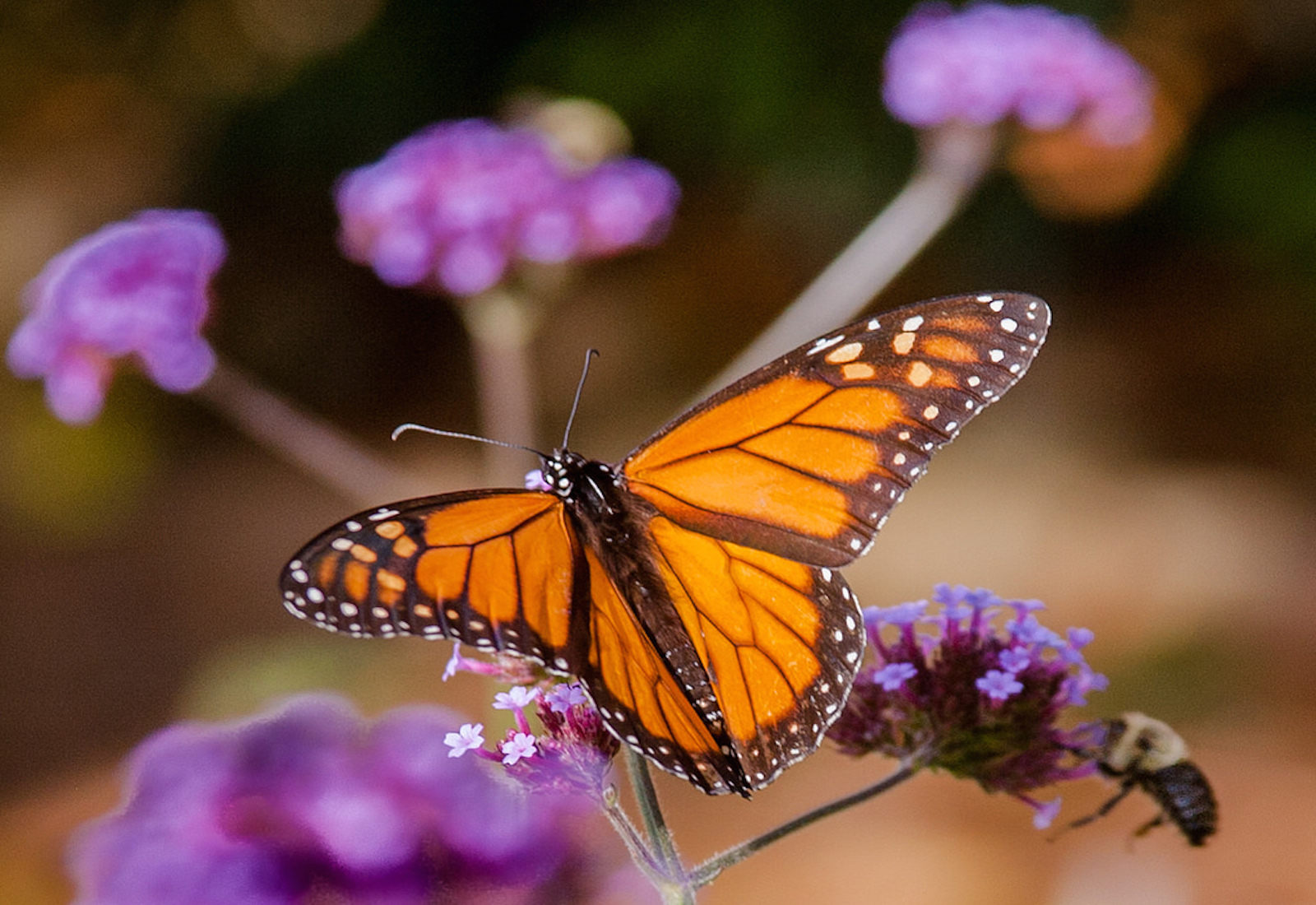 7 Ways to Attract More Butterflies to Your Garden (and Save Them From Extinction)