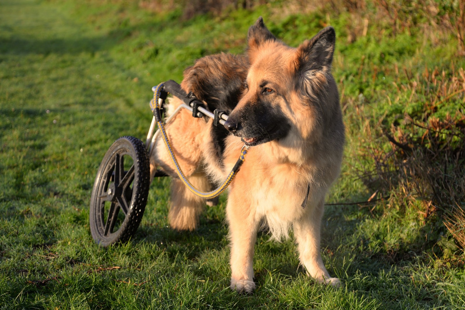 7 Awesome Special-Needs Animal Rescues You Should Know About