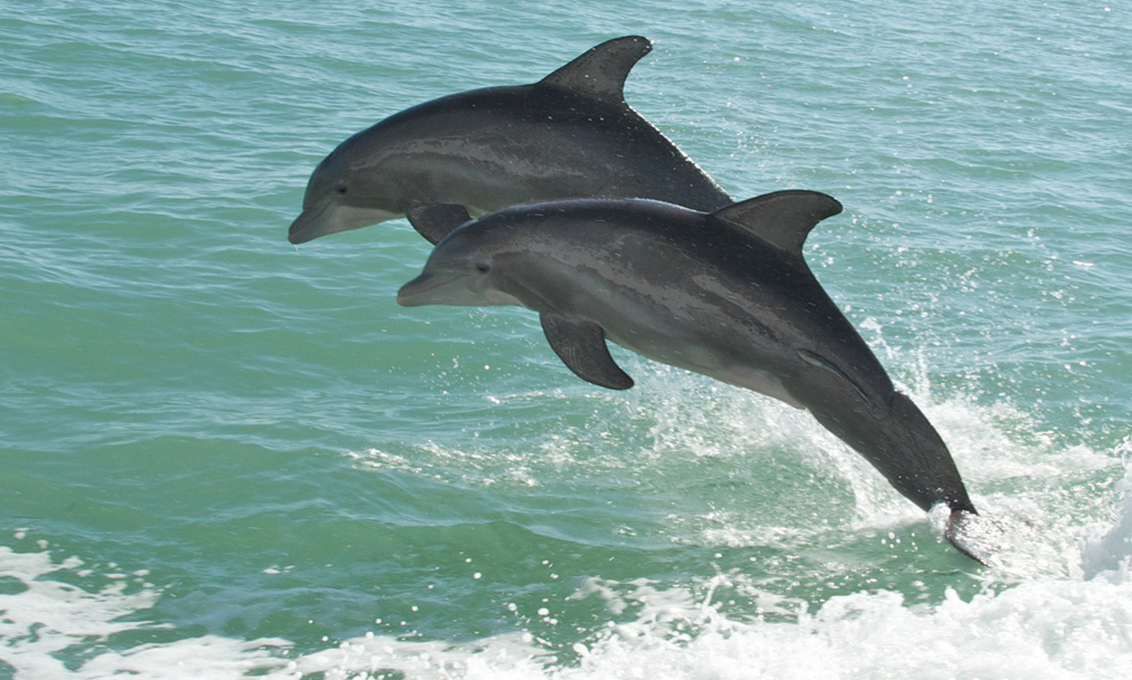 Is the Deepwater Horizon Spill Still Harming the Gulf's Dolphins?