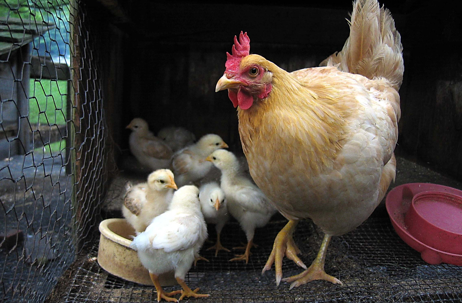 How the Egg Industry Has Altered the Lives of Hens