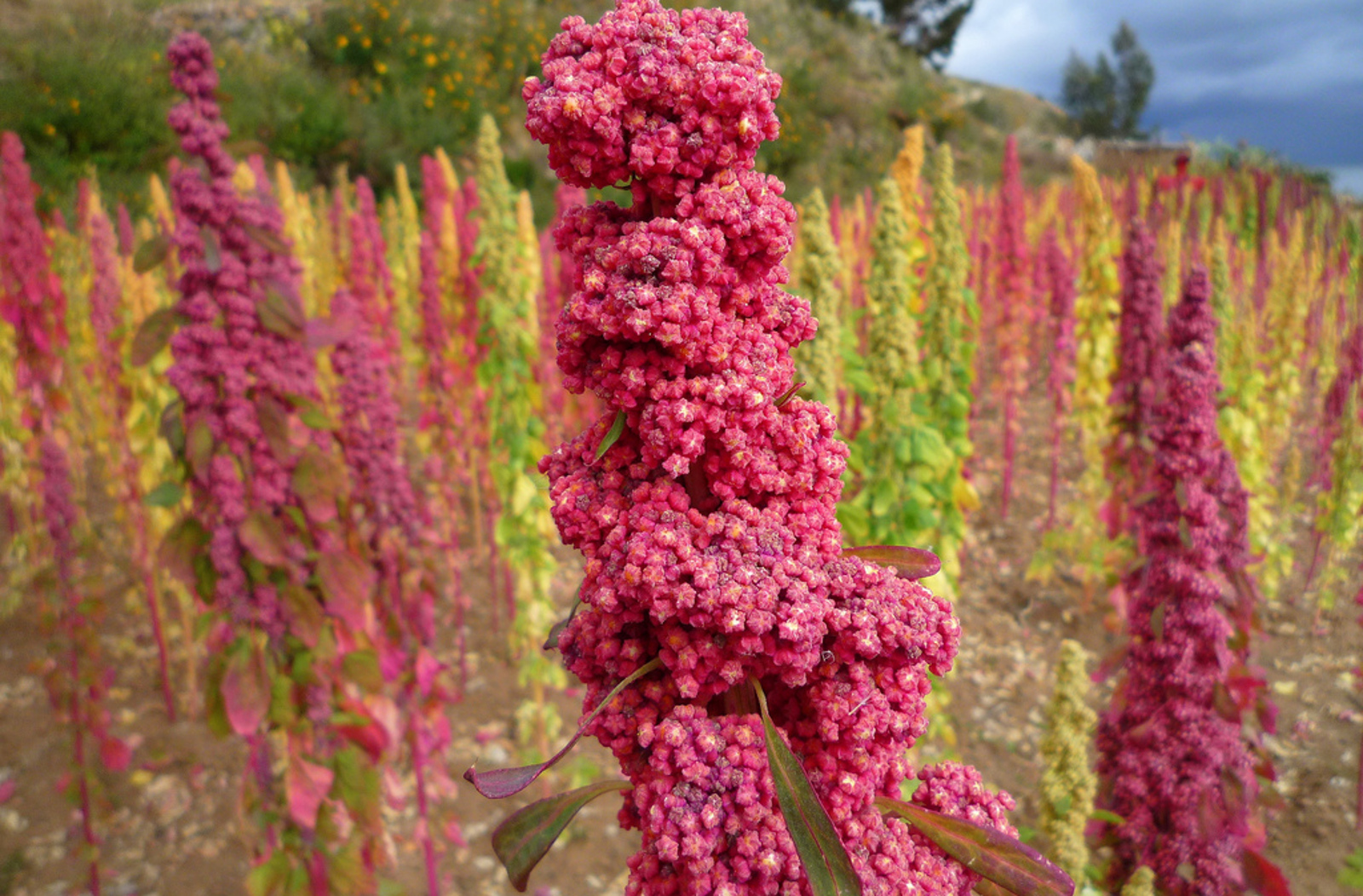 How Our Demand For Quinoa Is Shaping Monocultures And Damaging Biodiversity