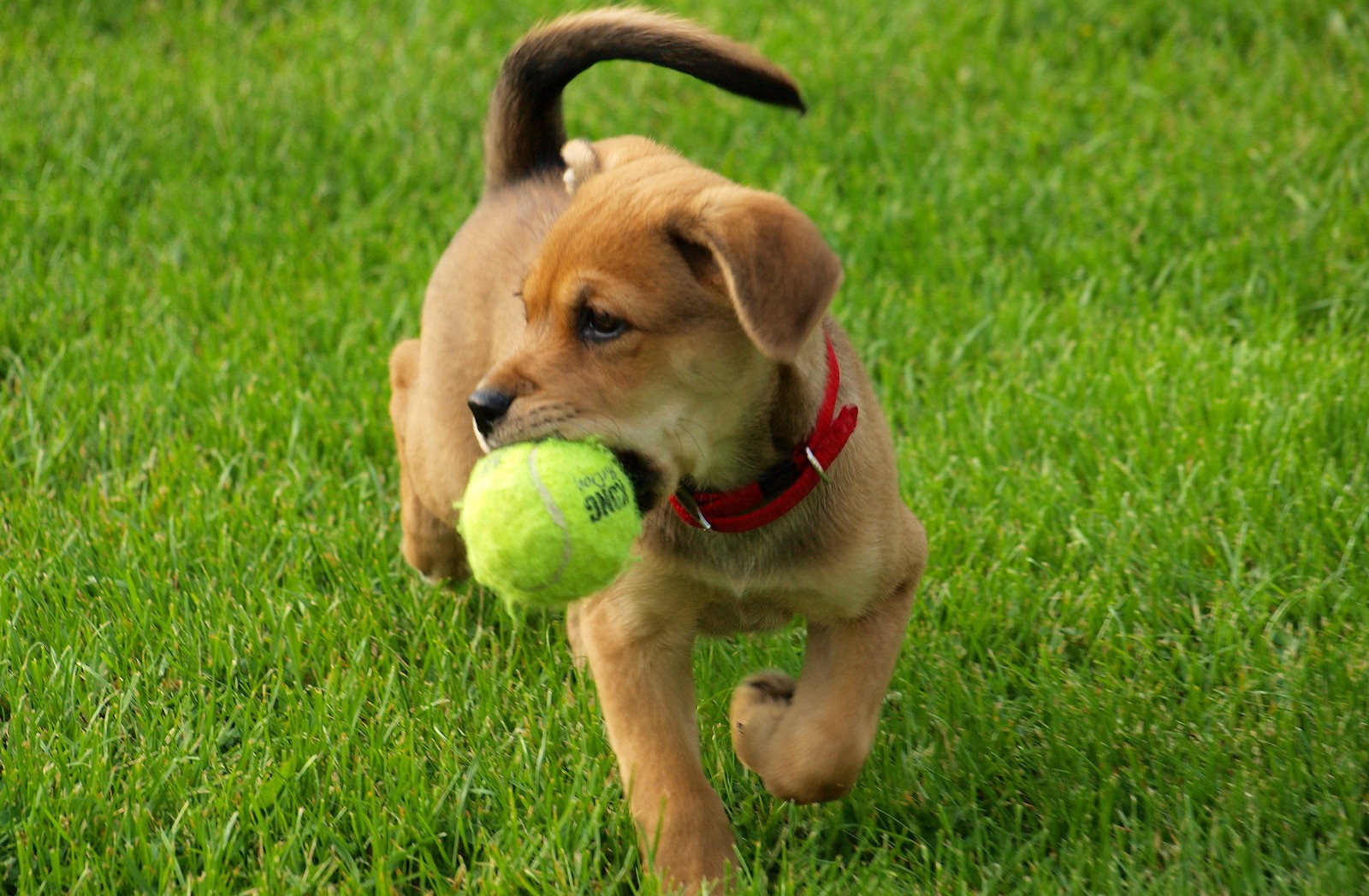 11 Easy Ways to Get Active with Your Dog