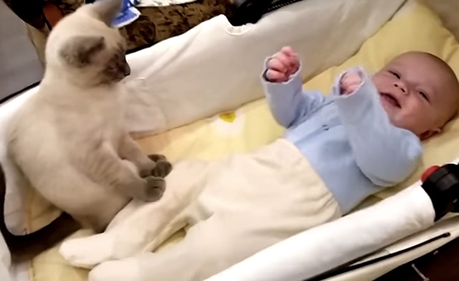 Patient Nanny Cat Attempts to Calm Baby 
