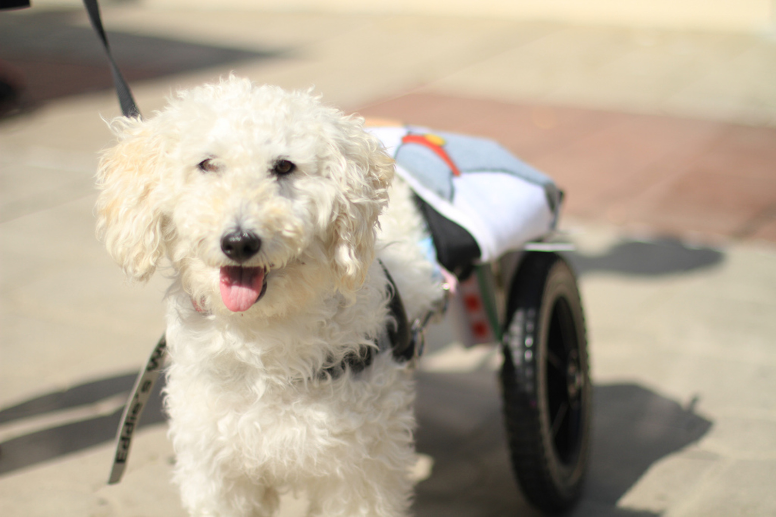 9 Awesome Rescues That Specialize in Saving Special Needs Dogs