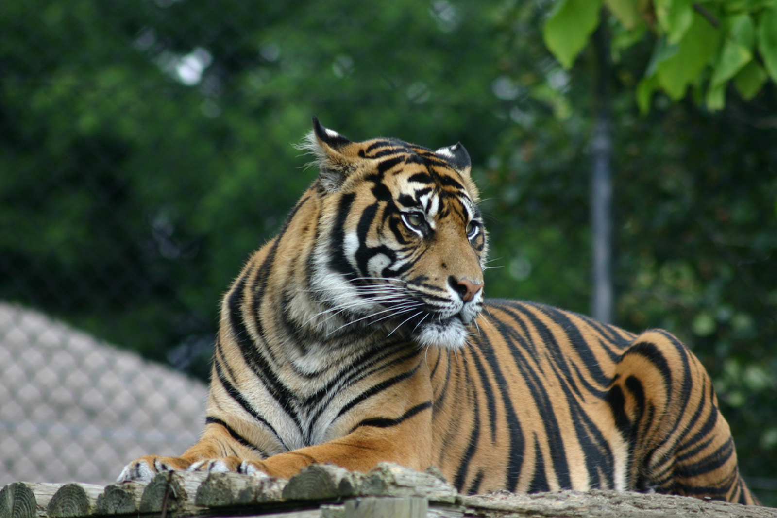Tiger Farming: Why it's a Threat to Wild Tigers