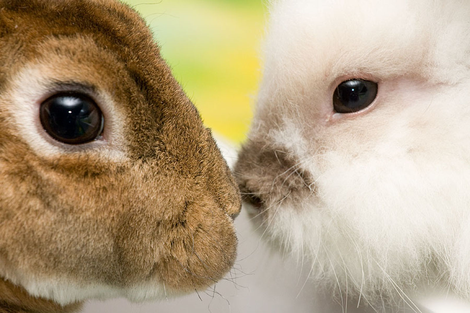 Love Makeup But Hate Animal Testing? Check Out These 11 Cruelty-Free Cosmetic Brands