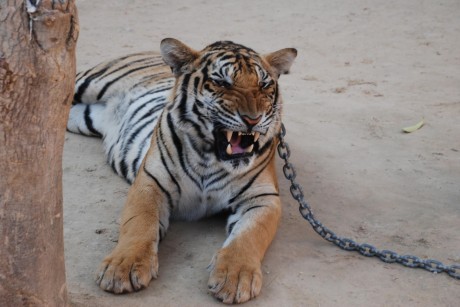 BREAKING NEWS: Thai Government Seizes All Tigers From Tiger Temple