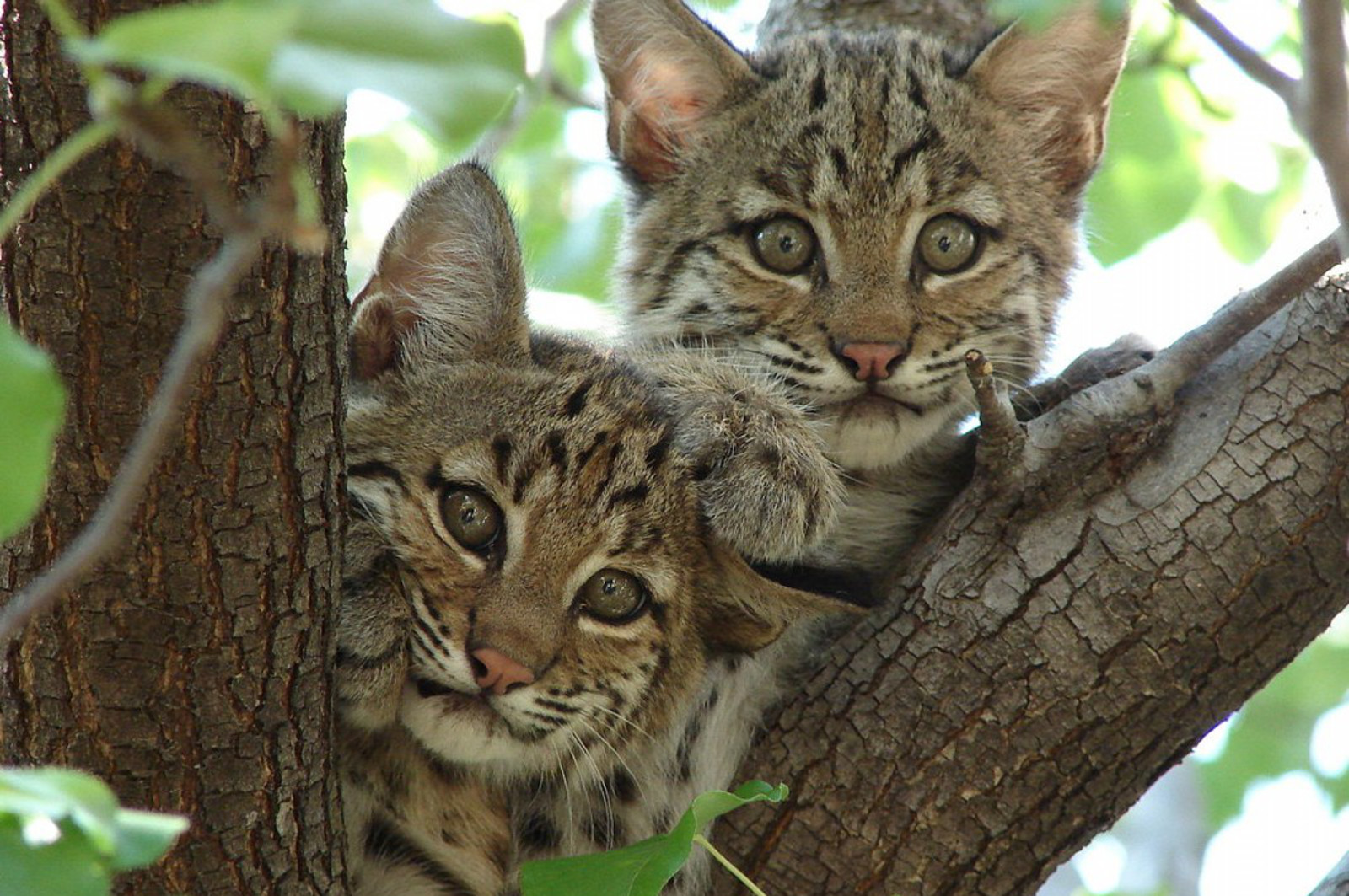 California's Bobcats Are Being Killed to Fuel the International Fur Trade. Here's What You Can Do