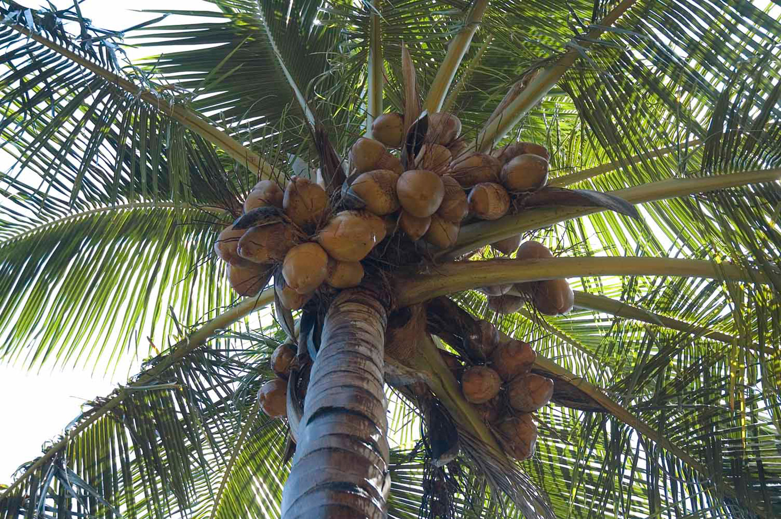 Is Your Obsession With Coconuts Harming the Environment?