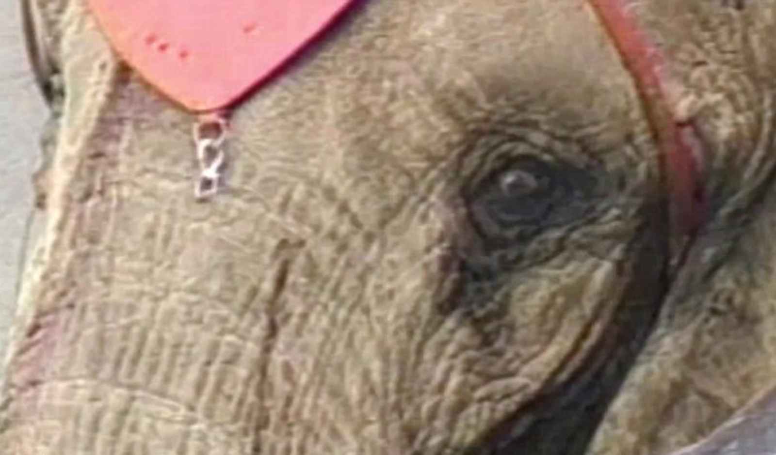 New Documentary, 'Tyke Elephant Outlaw,' Details Circus Elephant's Tragic Dash to Freedom