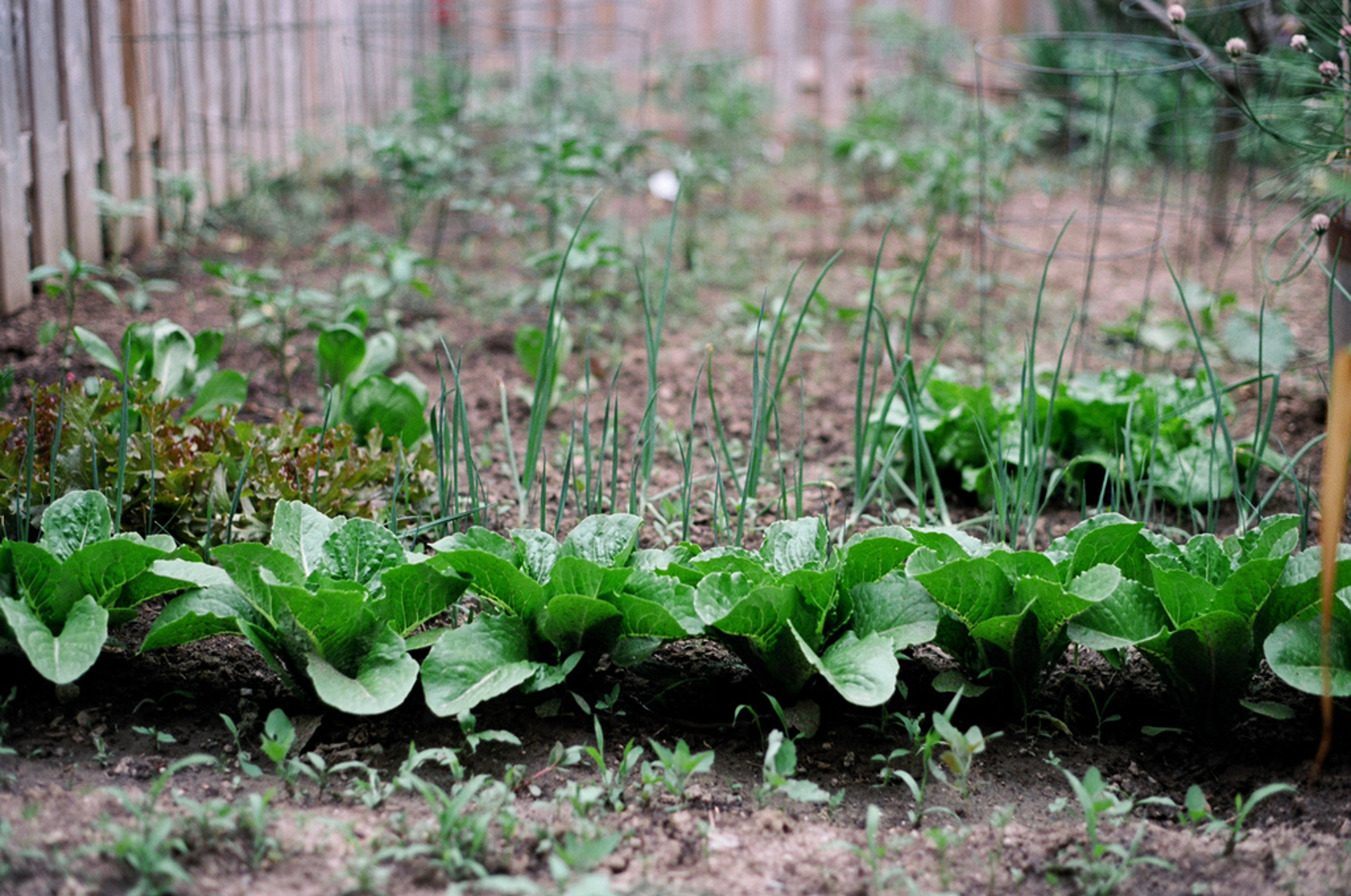 Don't Let Your Garden Become An Eco-Nightmare!Don't Let Your Garden Become An Eco-Nightmare!