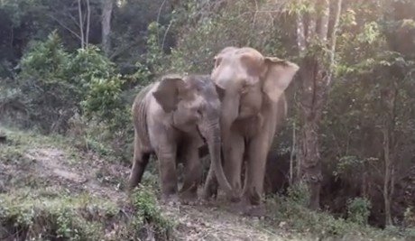 Mother and Baby Elephants Reunited