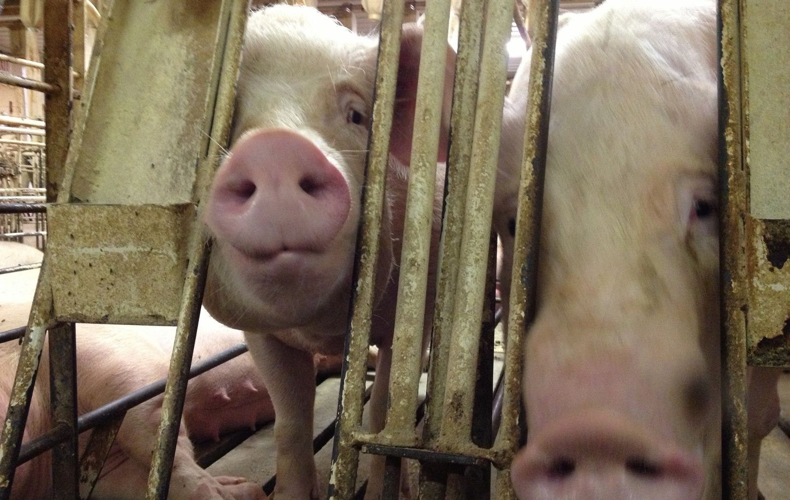 pigs in gestation crates