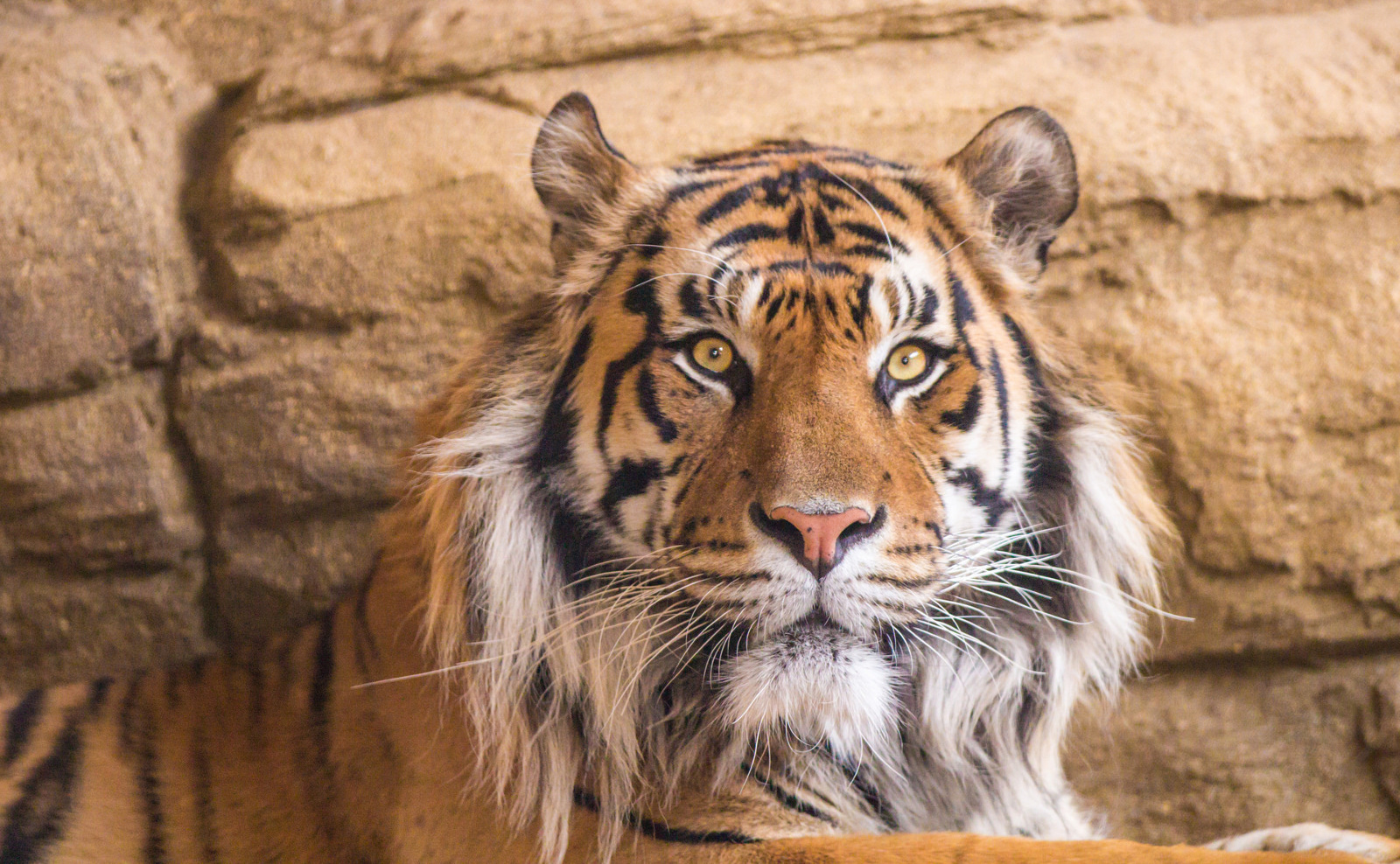 What Will Become of the Tigers Confiscated From Thailand's Cruel Tiger Temple?