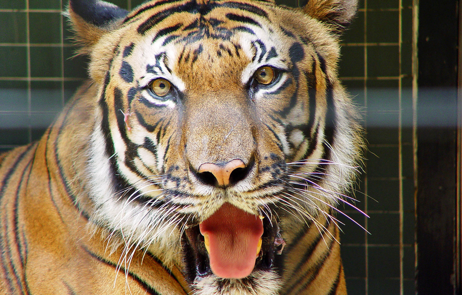 4 Ridiculous Reasons People Give for Keeping Exotic Animals as Pets