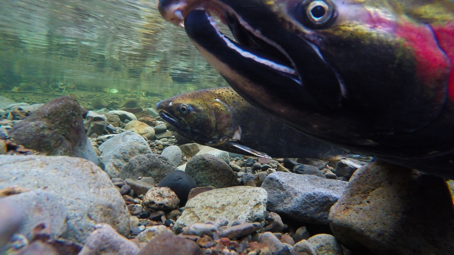 Salmon Farming: How Is This Agricultural Operation Harming Pacific Northwest Ecosystems?