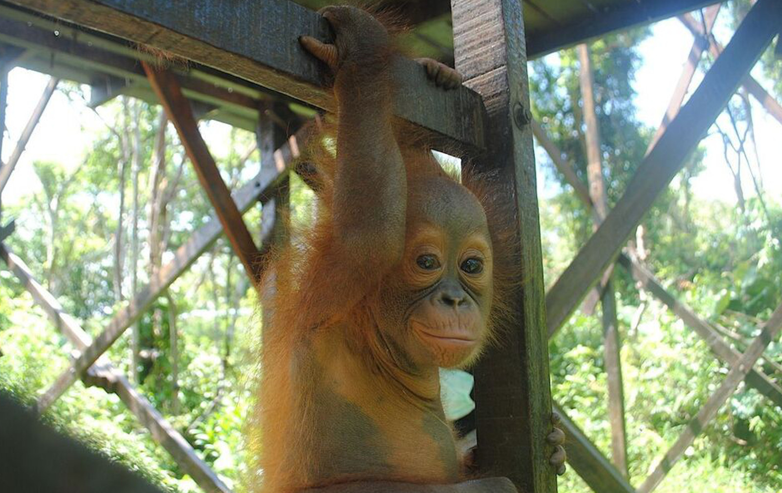 These 5 Animals Rescued From the Wildlife Trade and are Getting a Second Chance