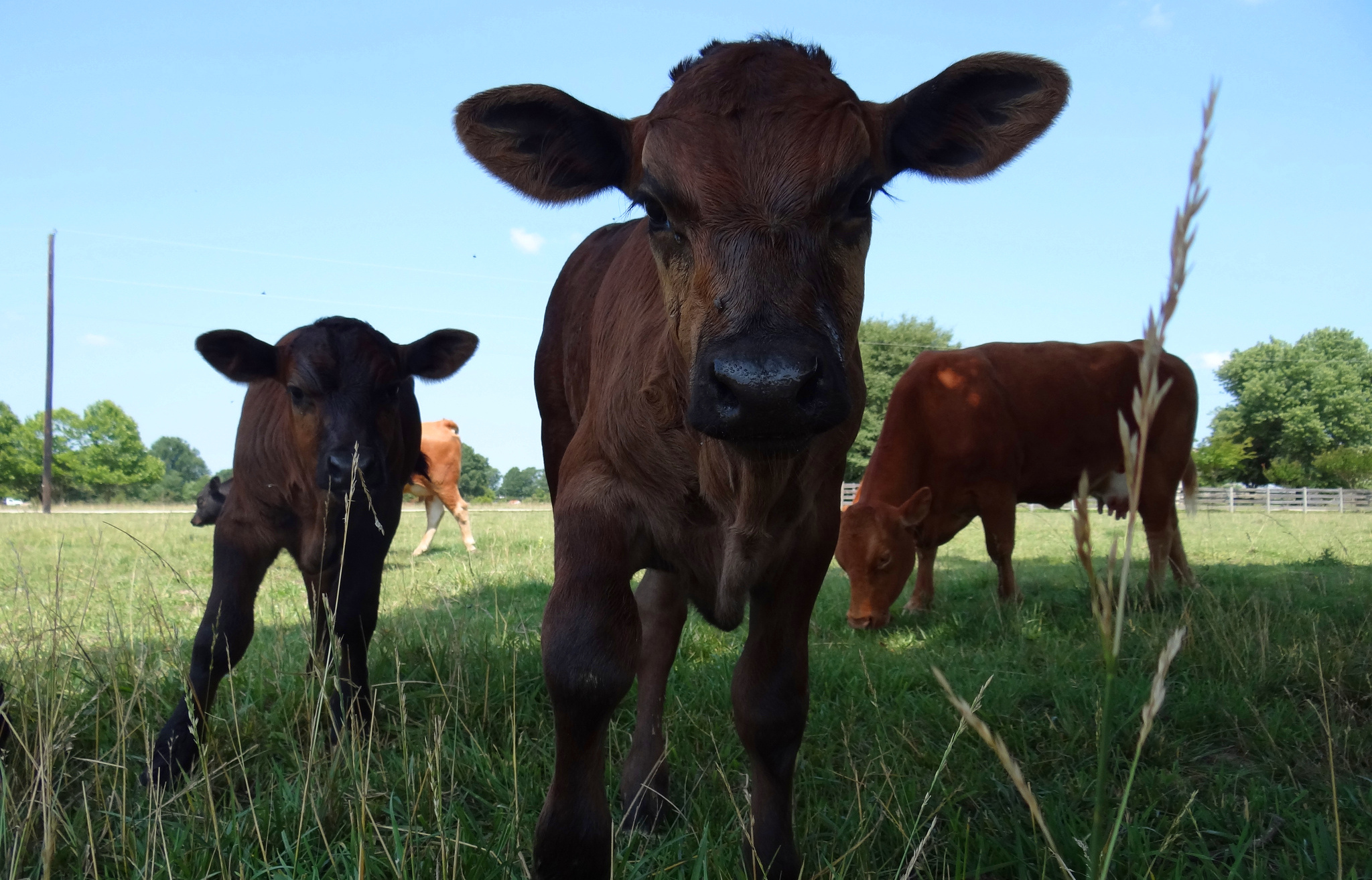 Animal Welfare Organizations Adopt a Plant-Based Policy to Spread Compassion for All Animals