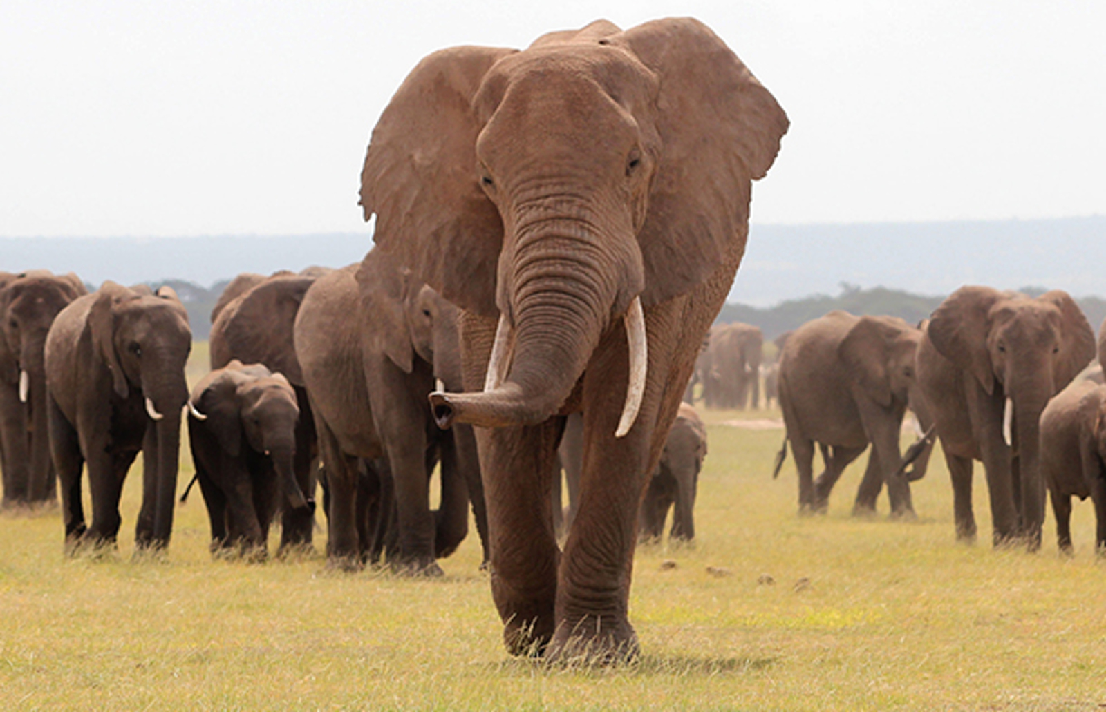 How Habitat Loss Puts Endangered Elephants at Risk of Human Conflict
