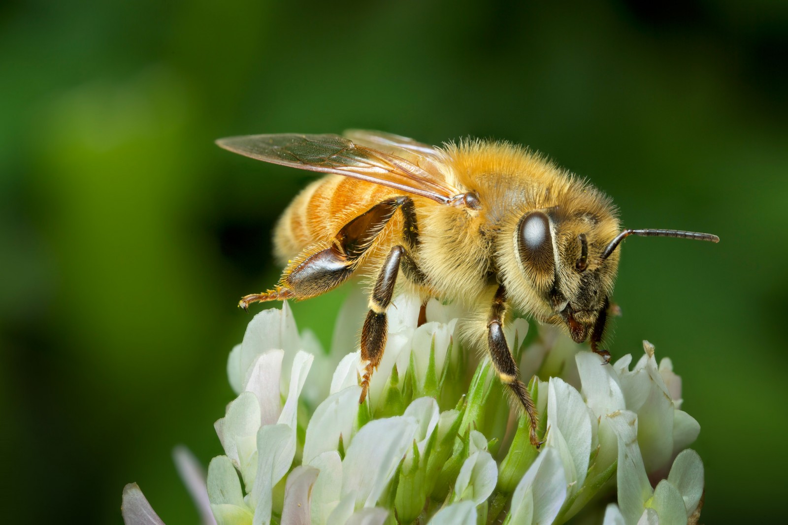 New research shows why bees matter so much to humans